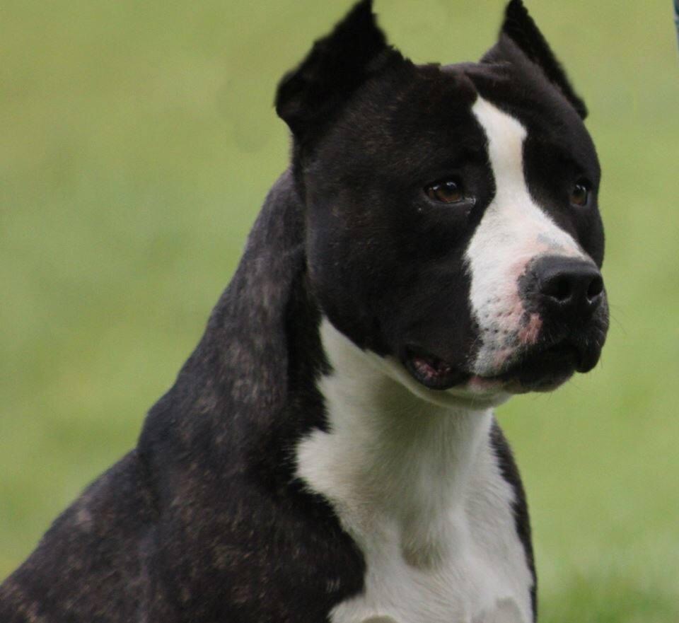 pageant's Fuel for life